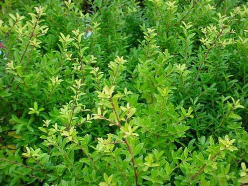 Ilex maximowicziana kanehirae Japanse hulst Haag wintergroen, Tuin en Terras, Planten | Tuinplanten, Vaste plant, Overige soorten