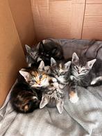 Sociale kittens opzoek naar een warm huis, Dieren en Toebehoren, Meerdere dieren, Kortharig, 0 tot 2 jaar