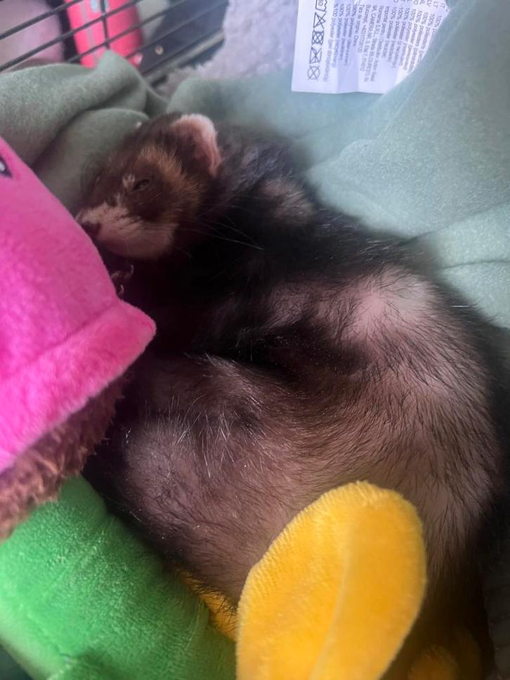 Fret, Dieren en Toebehoren, Knaagdieren, Vrouwelijk, Fret, Mei, Tam