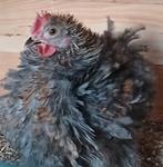 Cochin kriel krulveer haantje, Dieren en Toebehoren, Pluimvee, Mannelijk, Kip