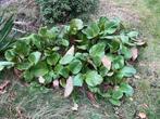 Schoenlappersplant - Bergenia cordifolia, Ophalen, Bodembedekkers, Vaste plant, Halfschaduw