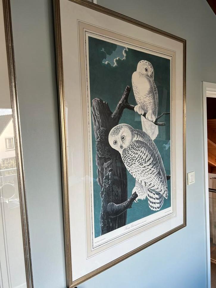Prenten J.J. Audubon Snowy Owl en Great Horned Owl, Antiek en Kunst, Kunst | Etsen en Gravures, Ophalen
