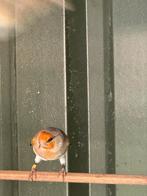 Putter x kanarie, Dieren en Toebehoren, Vogels | Kanaries, Meerdere dieren, Bastaard