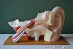 Anatomisch model oor BLOSSOM BROCANTE, Antiek en Kunst, Ophalen of Verzenden