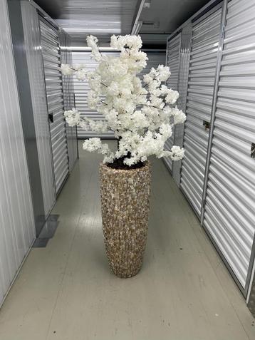 Mooi schelpenvazen en bloesemboom beschikbaar voor biedingen
