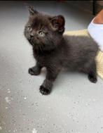 Britsekorthaar kittens TE koop, Dieren en Toebehoren, Katten en Kittens | Raskatten | Korthaar, Meerdere dieren, Ontwormd