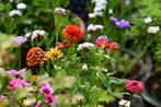 zinnia zaad uit biologische tuin, Tuin en Terras, Bloembollen en Zaden, Ophalen of Verzenden, Voorjaar, Volle zon, Zaad