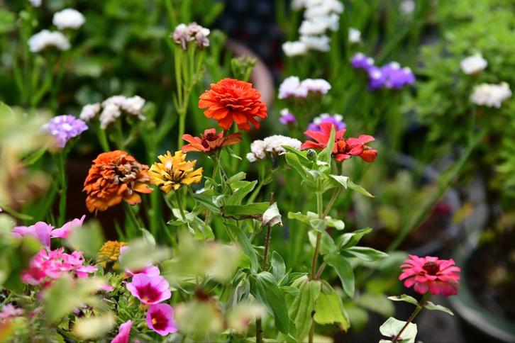 zinnia zaad uit biologische tuin, Tuin en Terras, Bloembollen en Zaden, Zaad, Voorjaar, Volle zon, Ophalen of Verzenden