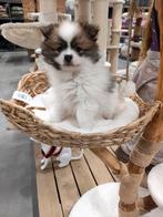 Prachtige pomeriaan pups 🥰🥰🥰, Dieren en Toebehoren, Honden | Poolhonden, Keeshonden en Oertypen, Keeshond, CDV (hondenziekte)