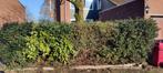 Haagplanten GRATIS, Ophalen, Hulst, Haag, 100 tot 250 cm