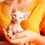 Sphynx baby..., Dieren en Toebehoren, Kater, Gechipt, 0 tot 2 jaar