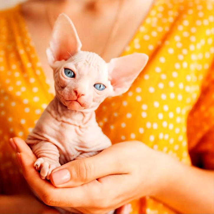 Sphynx baby...Verkocht!!!, Dieren en Toebehoren, Katten en Kittens | Raskatten | Korthaar, Kater, 0 tot 2 jaar, Gechipt, Ontwormd