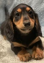 Lief klein teckel meisje langhaar, Dieren en Toebehoren, Honden | Teckels en Dashonden, Parvo, 8 tot 15 weken, Teef, Dwerg