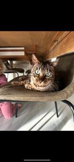 Bengaal poes en kater zoeken nieuw huis, Dieren en Toebehoren, Katten en Kittens | Raskatten | Korthaar, Meerdere dieren, Gechipt