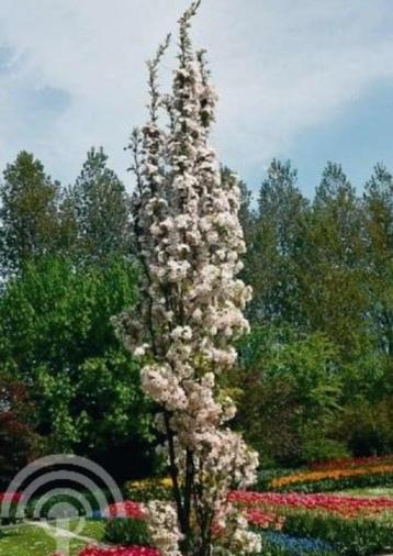 Prunus ser. 'Amanogawa' Japanse sierkers zuilvorm rose/wit beschikbaar voor biedingen