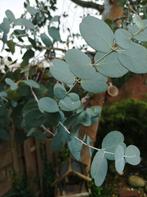 Blauwe Eucalyptus gunnii - cider gum, Tuin en Terras, Overige soorten, Zomer, 400 cm of meer, Ophalen