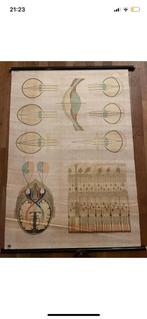 Antieke Schoolplaat visus oog hersenzenuw zenuw, Ophalen of Verzenden
