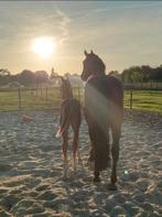 Stalling vrij voor sociale ruin of merrie, Dieren en Toebehoren, Stalling en Weidegang, Weidegang, 1 paard of pony