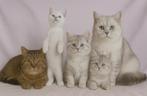 Britse Korthaar DEKKATER sterke bloedlijn en mooie kittens, Dieren en Toebehoren, Katten en Kittens | Dekkaters, 3 tot 5 jaar