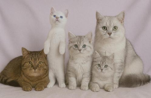 Britse Korthaar DEKKATER sterke bloedlijn en mooie kittens, Dieren en Toebehoren, Katten en Kittens | Dekkaters, 3 tot 5 jaar