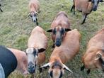 Kamaroen ooien, Dieren en Toebehoren, Schapen, Geiten en Varkens, Vrouwelijk, Schaap