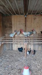 Mooie leghorn isabel patijs, Dieren en Toebehoren, Pluimvee, Meerdere dieren, Kip