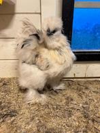 Prachtige Zijdehoender USA haan!, Mannelijk, Kip