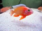Malawi Cichliden: Aulonocara Dragon Blood, Dieren en Toebehoren, Vissen | Aquariumvissen, Vis, Zoetwatervis