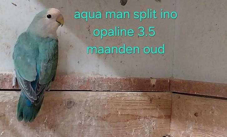 Agapornis roseicollis 2025 Half lang bevederd, Dieren en Toebehoren, Vogels | Parkieten en Papegaaien, Dwergpapegaai of Agapornis