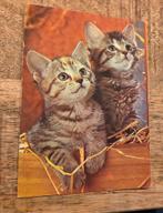 Twee grijze kittens poseren, Verzenden, Gelopen, Hond of Kat
