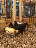 Plymouth rock krielkip | Kippen | Passend advies