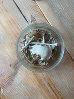 Mooi skelet eekhoorn, Ophalen of Verzenden