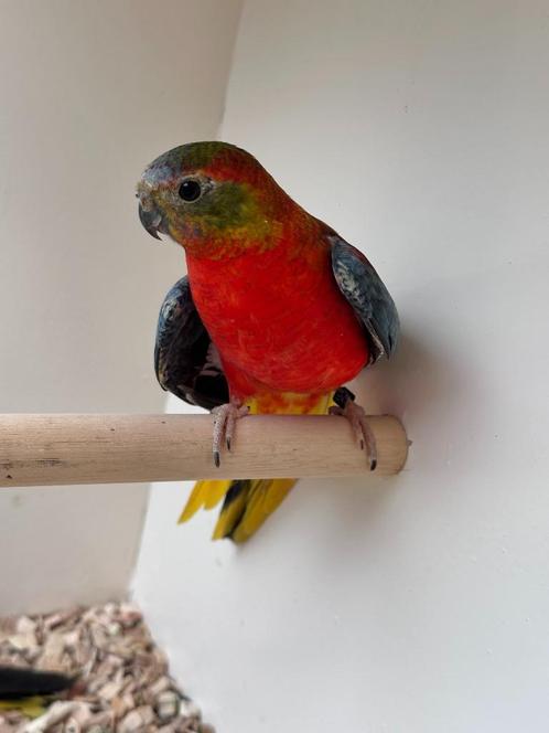 Turquoisine parkiet man, Dieren en Toebehoren, Vogels | Parkieten en Papegaaien, Parkiet, Mannelijk