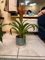 kamerplanten, Ophalen, Overige soorten, Halfschaduw, In pot