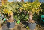 2 Trachycarpus Fortunei Palmbomen in Pot 180 cm, Tuin en Terras, Volle zon, Vaste plant, Zomer, Ophalen