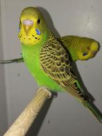 Jonge grasparkieten split dun fallow, Meerdere dieren, Parkiet