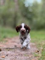 Leverschimmel Engelse Cocker spaniël teefje met KCS, Dieren en Toebehoren, CDV (hondenziekte), 8 tot 15 weken, Teef, Eén hond