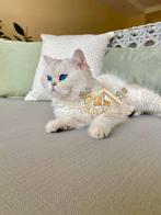 Exclusieve Britse Korthaar poes – Showkwaliteit, Dieren en Toebehoren, Katten en Kittens | Raskatten | Korthaar, Poes, Gechipt