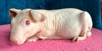 Baldwin cavia beer beschikbaar voor biedingen