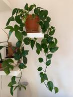 Gewortelde stekjes - Epipremnum aureum (golden pothos), Huis en Inrichting, Kamerplanten, Ophalen, Overige soorten, Minder dan 100 cm