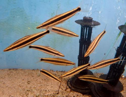 Bijzondere zalm, Anostomus Ternetzi !!, Dieren en Toebehoren, Vissen | Aquariumvissen, Vis
