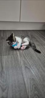 Siberische neva masquerade x ??, Dieren en Toebehoren, Katten en Kittens | Raskatten | Korthaar, Meerdere dieren