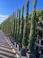 Cypressen 300/350 in pot mooi groen blijvend, Tuin en Terras, Planten | Bomen, In pot, Zuilboom, 250 tot 400 cm, Ophalen of Verzenden