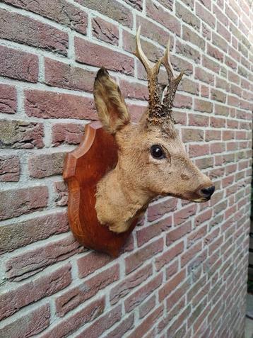 Prachtige opgezette herten/reebok kop met gewei beschikbaar voor biedingen