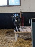 Dwerggeiten, Dieren en Toebehoren, Vrouwelijk, Geit, 3 tot 5 jaar