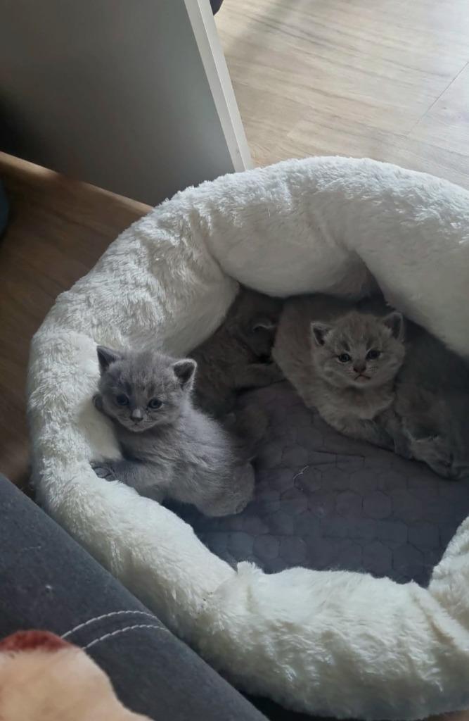 Britse korthaar blauw, Dieren en Toebehoren, Katten en Kittens | Raskatten | Korthaar, Geslacht onbekend, 0 tot 2 jaar, Gechipt