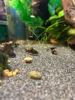 Corydoras venezuela orange, Dieren en Toebehoren, Vissen | Aquariumvissen, Vis, Zoetwatervis