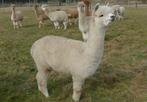 diverse alpaca’s: (drachtige) merries, hengsten en veulens, Dieren en Toebehoren, Mei, Meerdere dieren