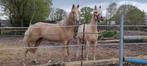 2-jarige Palomino d pony, Dieren en Toebehoren, Pony's, Onbeleerd, Merrie, 0 tot 2 jaar, Gechipt