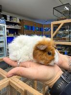 Te koop super leuke jonge cavia zeugjes (vrouwtjes), Dieren en Toebehoren, Knaagdieren, September, Vrouwelijk, Cavia